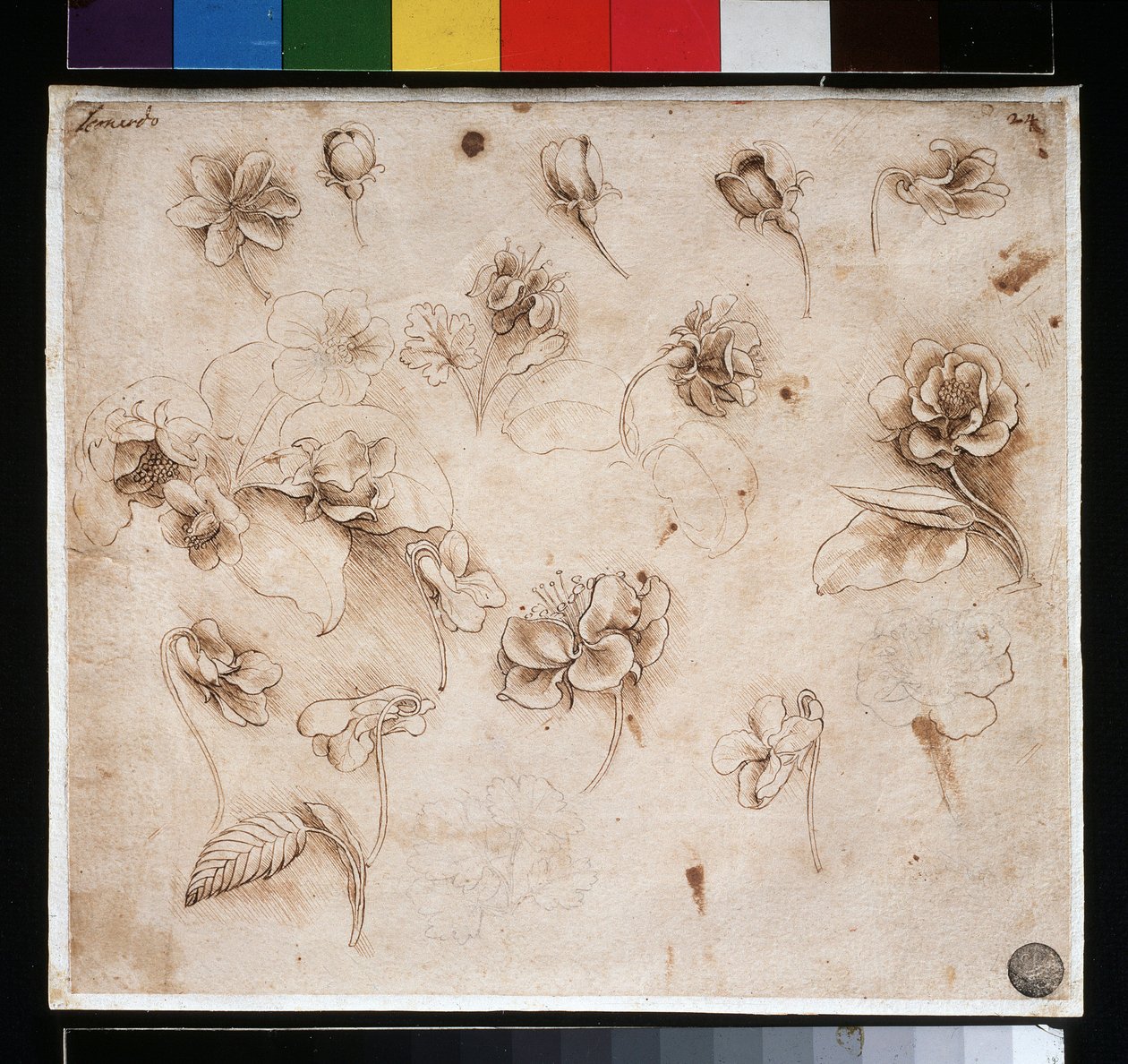 Studie av blomster - blekk på papir, ca. 1483 av Leonardo da Vinci