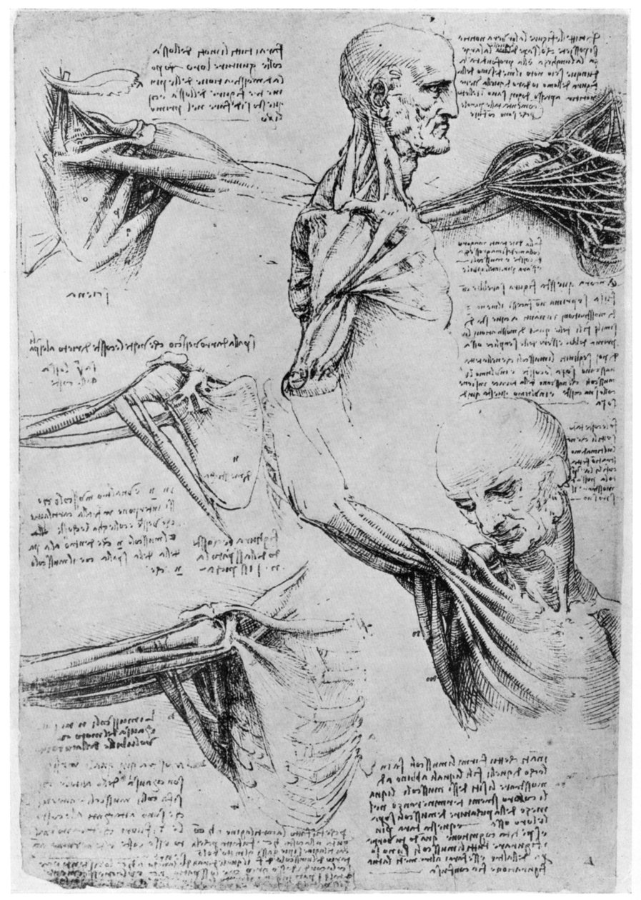 Studie av skulderledd, 1510-1511 1954 av Leonardo da Vinci