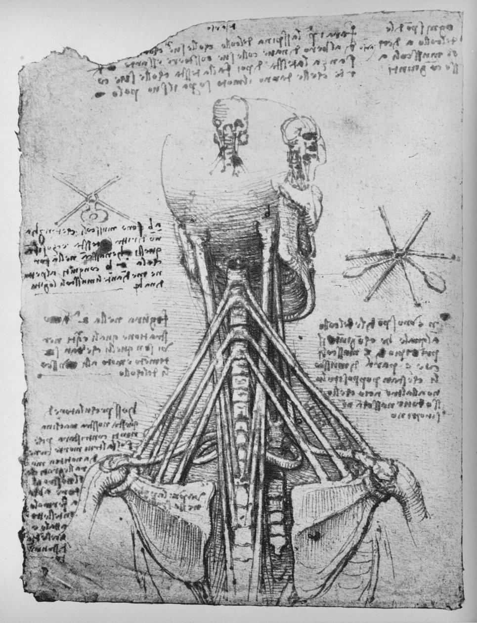 Studie av baksiden av et skjelett, viser senene i nakken, c1480 1945 av Leonardo da Vinci