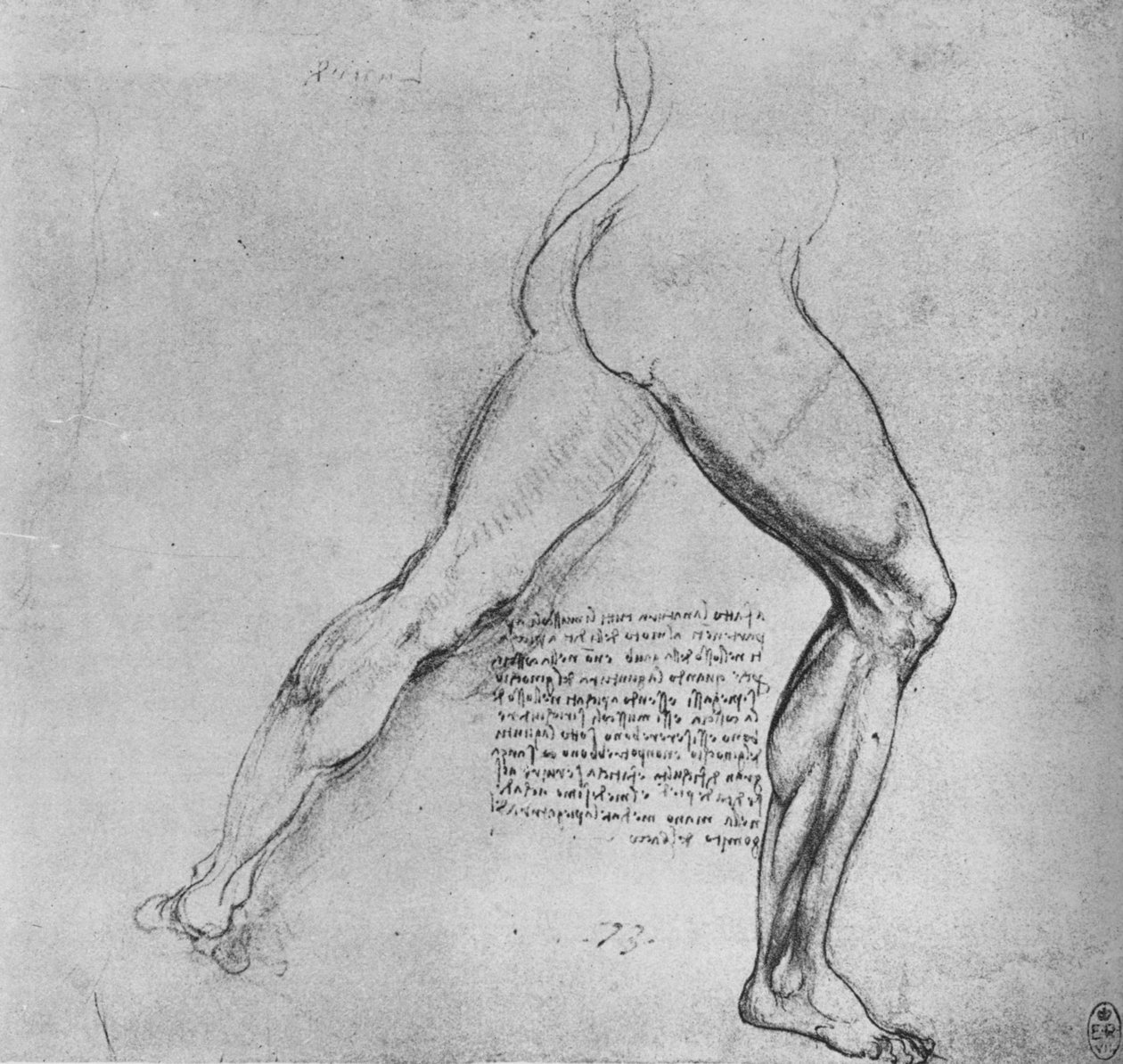 Studie av beina til en mann som lunger til høyre, c1480 1945 av Leonardo da Vinci
