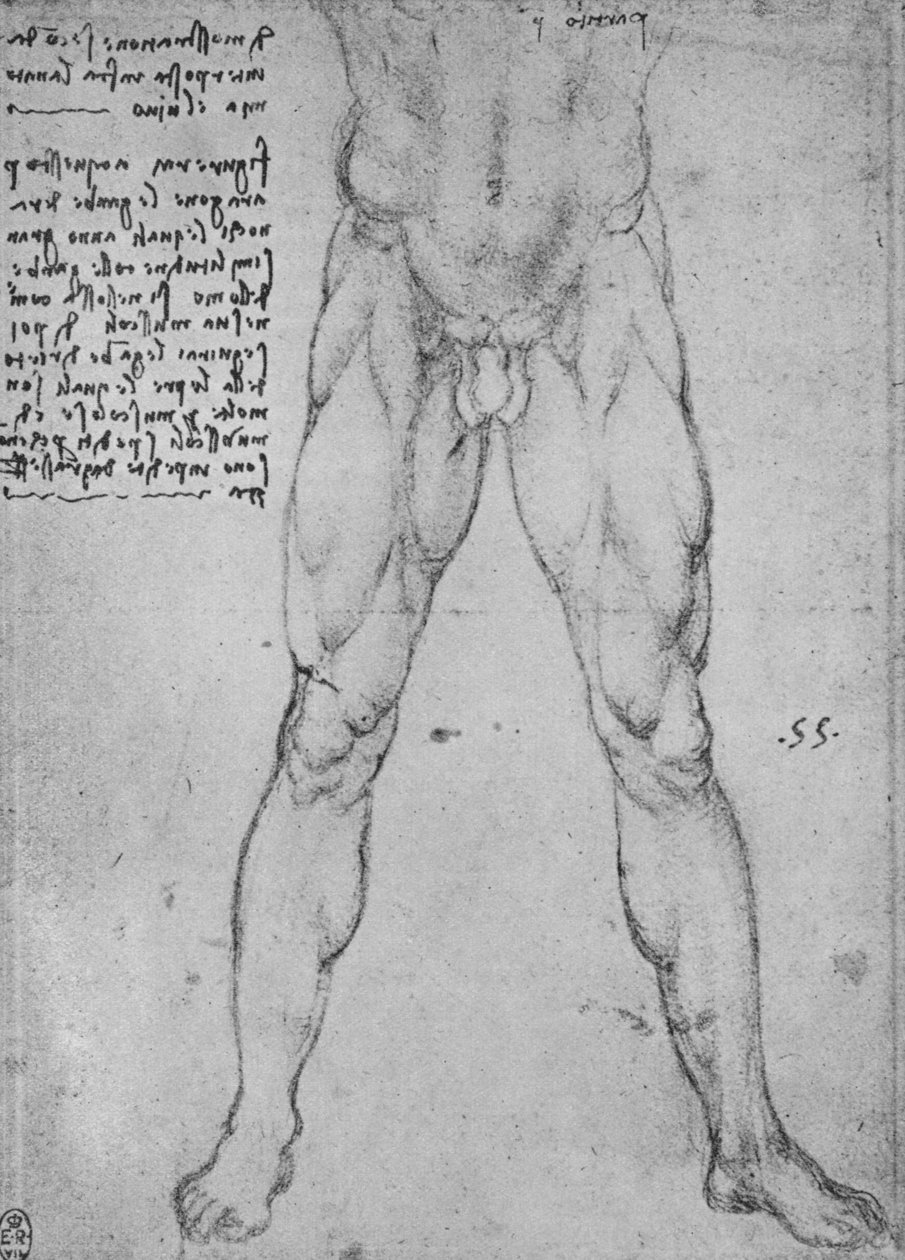 Studie av den nedre halvdelen av en naken mann vendt mot fronten, c1480 1945 av Leonardo da Vinci
