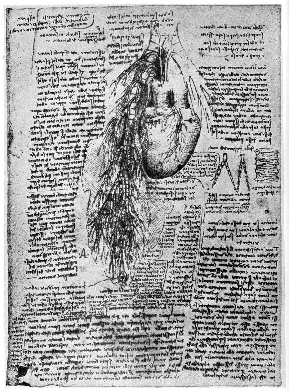 Studie av hjertet og bronkialarteriene, slutten av 1400- eller begynnelsen av 1500-tallet 1954 av Leonardo da Vinci