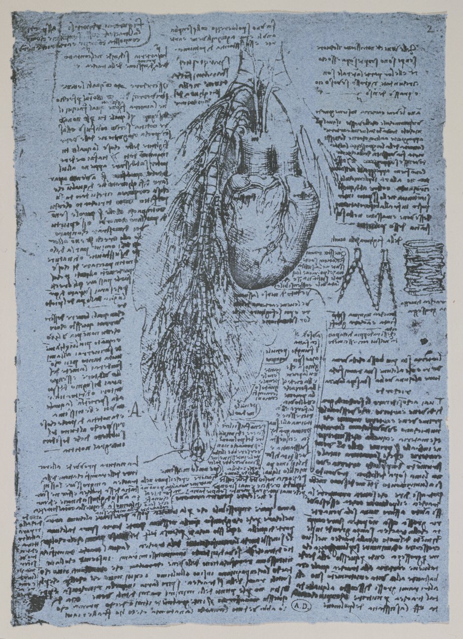 Hjertet og bronkialarteriene, faksimile av Windsor-boken (penn og blekk på papir) av Leonardo da Vinci