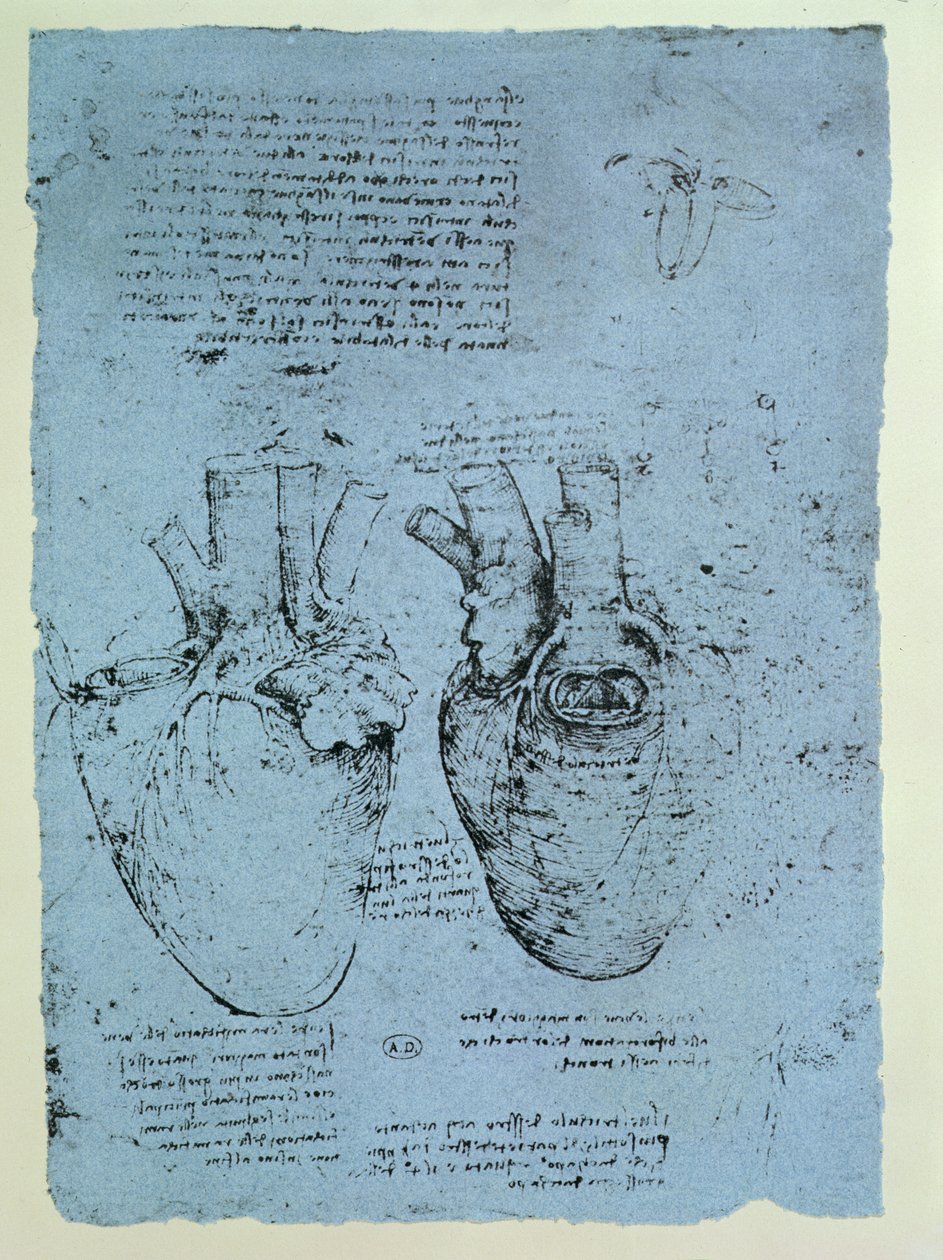 The Heart, faksimile av Windsor-boken (penn og blekk på papir) av Leonardo da Vinci