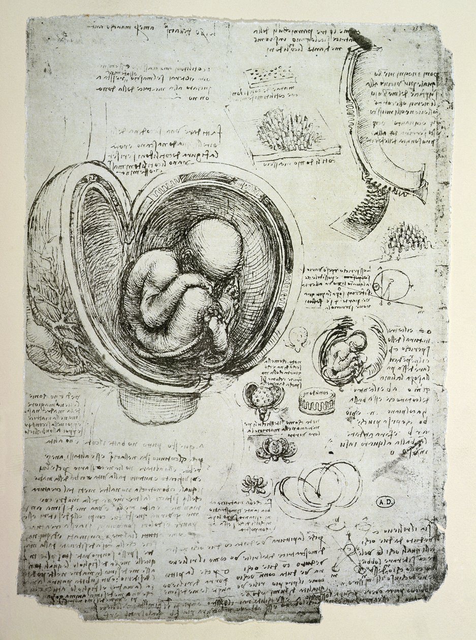 Menneskefosteret i livmoren, faksimilekopi av Leonardo da Vinci