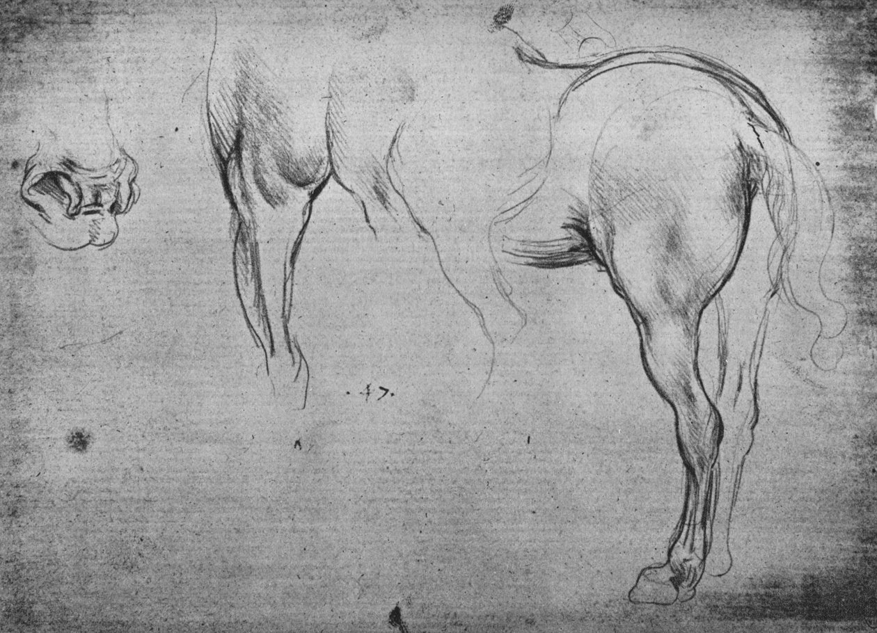Tre skisser av en hests bakdel og ett av dens nesebor, c1480 1945 av Leonardo da Vinci