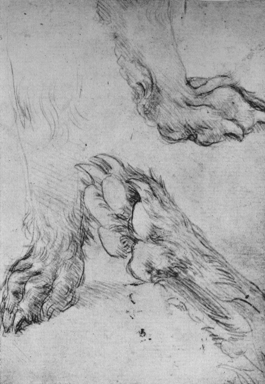 Tre studier av potene til en hund eller ulv, c1480 1945 av Leonardo da Vinci