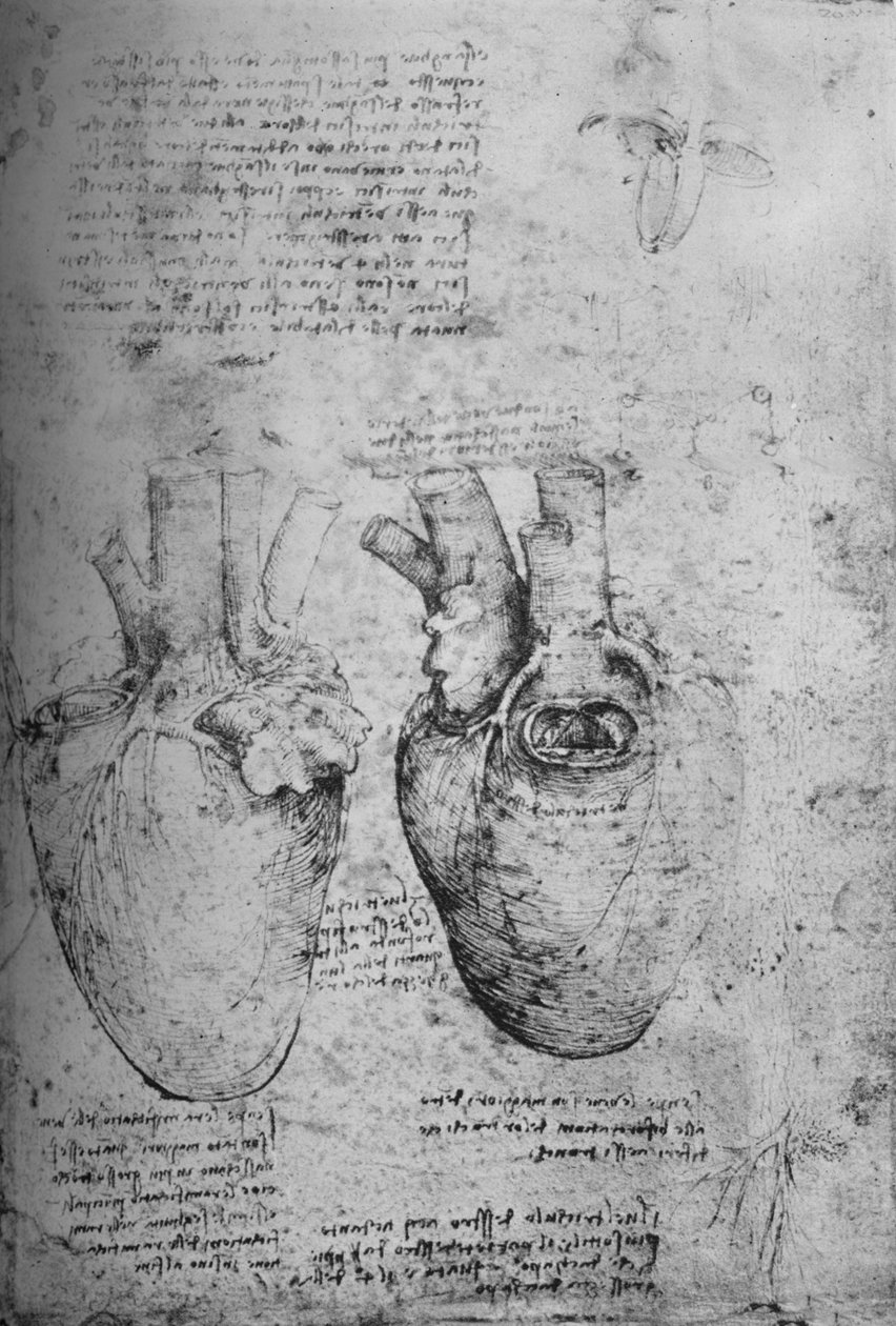 To tegninger av hjertet, c1480 1945 av Leonardo da Vinci