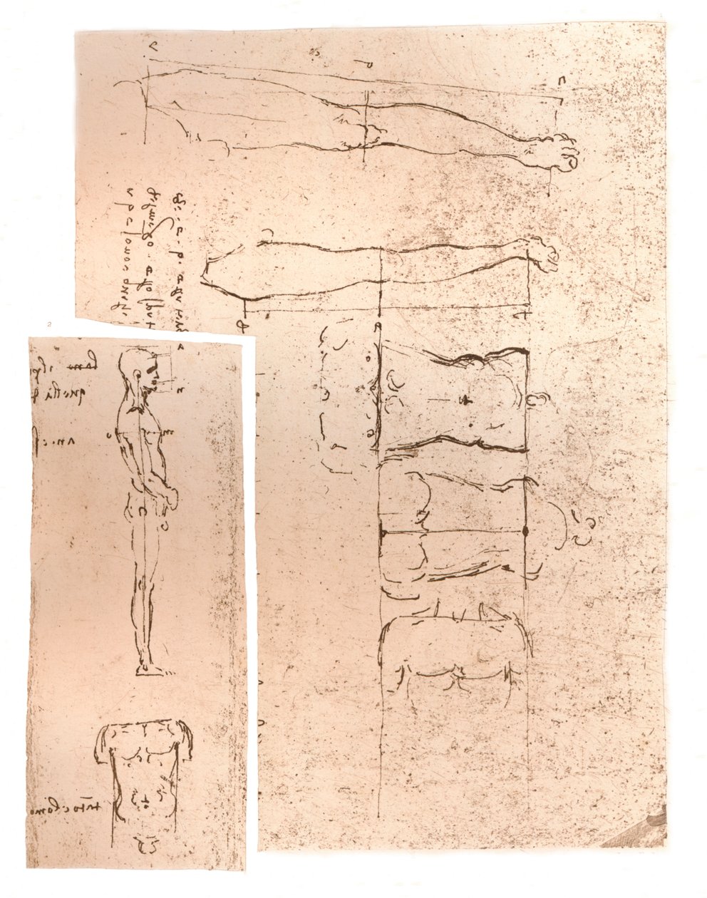 To tegninger som illustrerer teorien om proporsjonene til den menneskelige figuren, c1472-c1519 1883 av Leonardo da Vinci