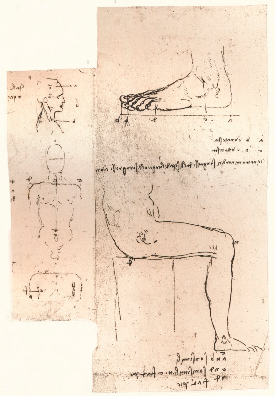 To tegninger som illustrerer teorien om proporsjonene til den menneskelige figuren, c1472-c1519 1883 av Leonardo da Vinci