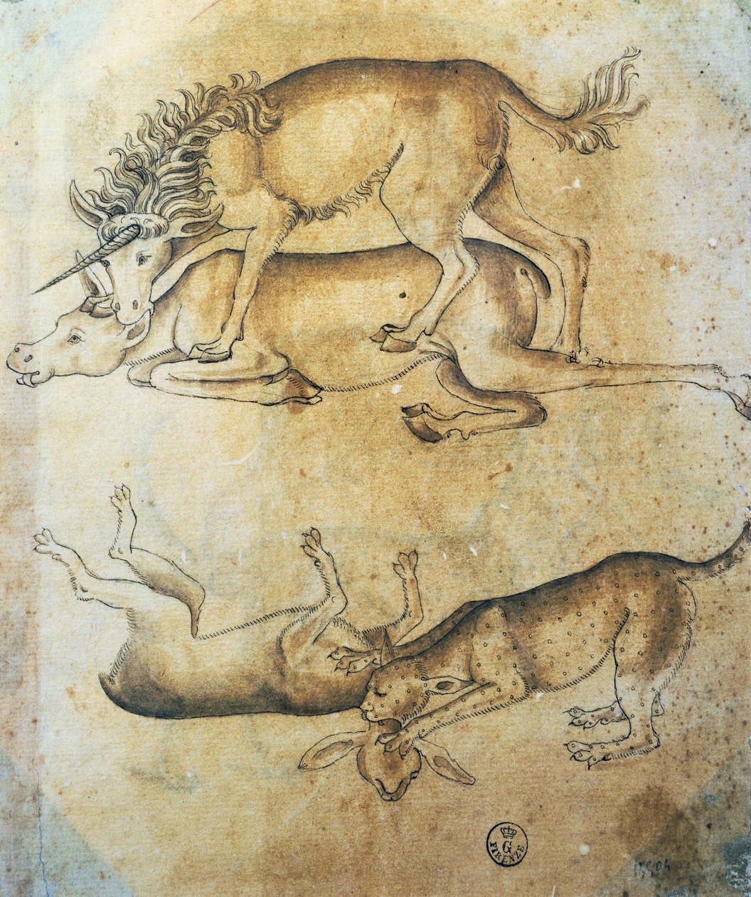 Enhjørning angriper en ku og leopard angriper en sau, studie av dyr, av Leonardo da Vinci (1452-1519), tegning av Leonardo da Vinci