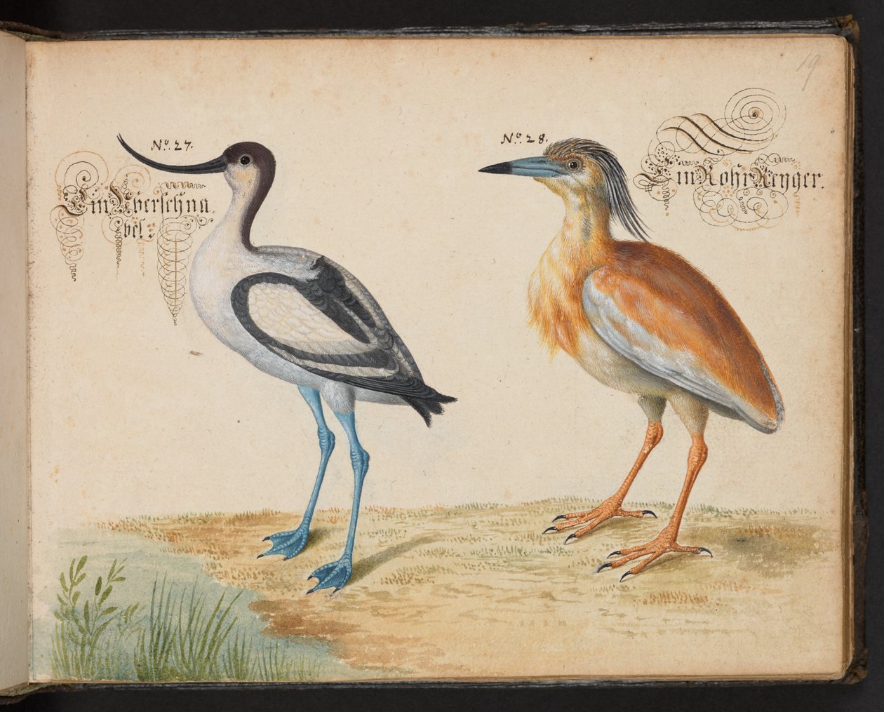 Legg til 6485 f.19 Avocet og Squacco Heron av Leonhard Baldner