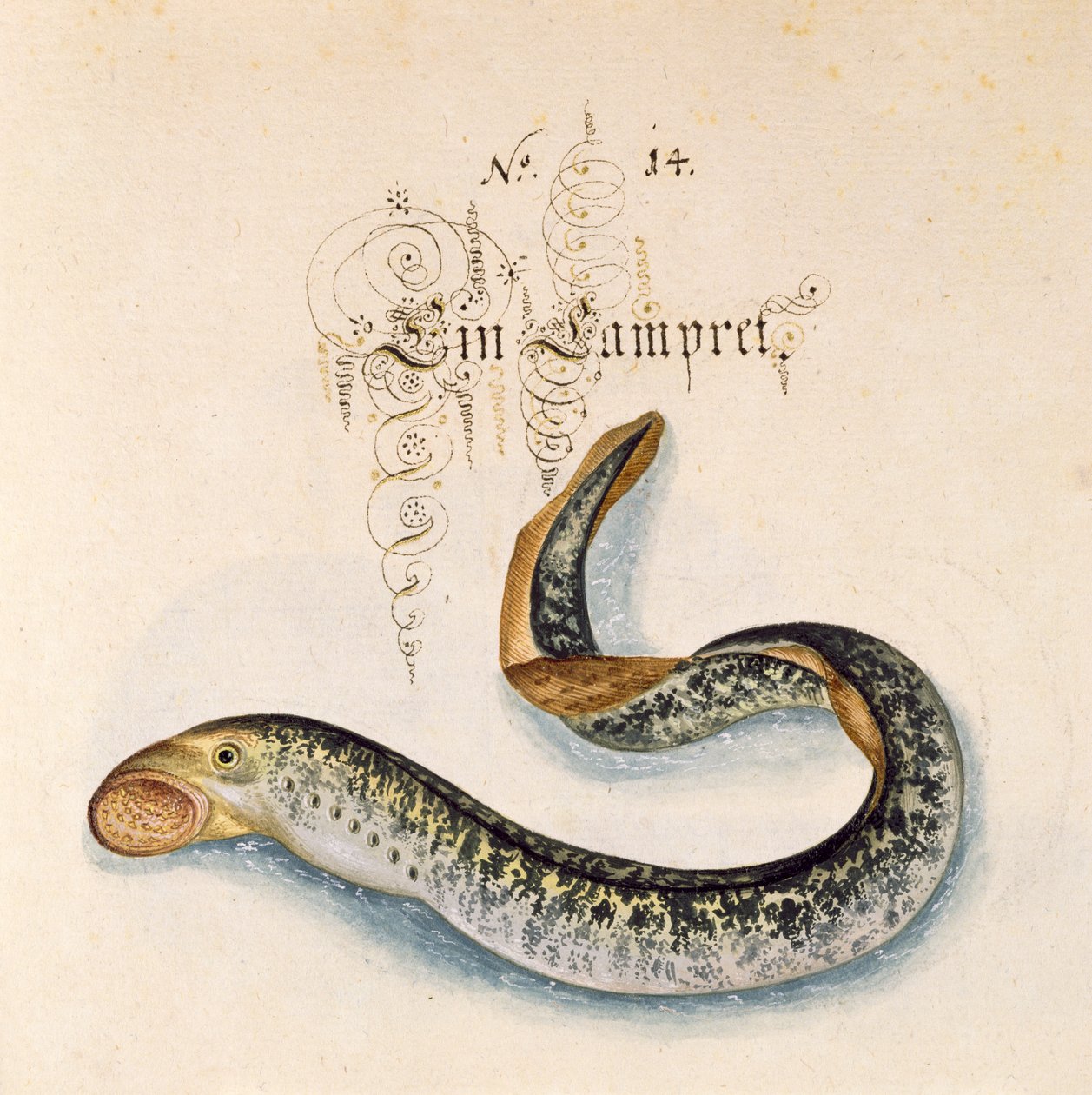 Legg til 6485 f.50 Sea Lamprey av Leonhard Baldner