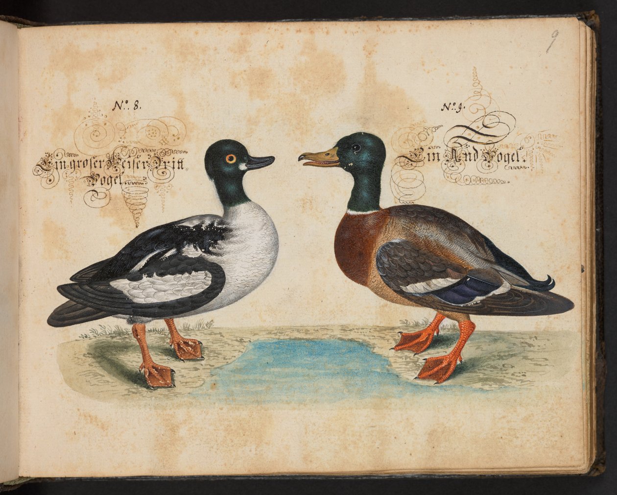 "En nøyaktig naturlig beskrivelse og avgrensning av vannfuglene, fiskene, firfotdyrene, insektene og ormene, som finnes i vannet ved Strassburg [Strasbourg], som jeg selv skjøt og håndterte. Leonard Baldner, Fisher and Citizen i Strassburg ", c av Leonhard Baldner