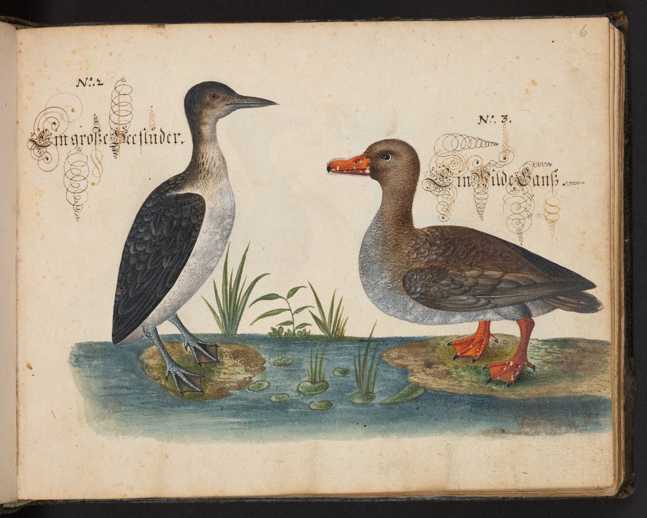 "En nøyaktig naturlig beskrivelse og avgrensning av vannfuglene, fiskene, firfotdyrene, insektene og ormene, som finnes i vannet ved Strassburg [Strasbourg], som jeg selv skjøt og håndterte. Leonard Baldner, Fisher and Citizen i Strassburg ", c av Leonhard Baldner