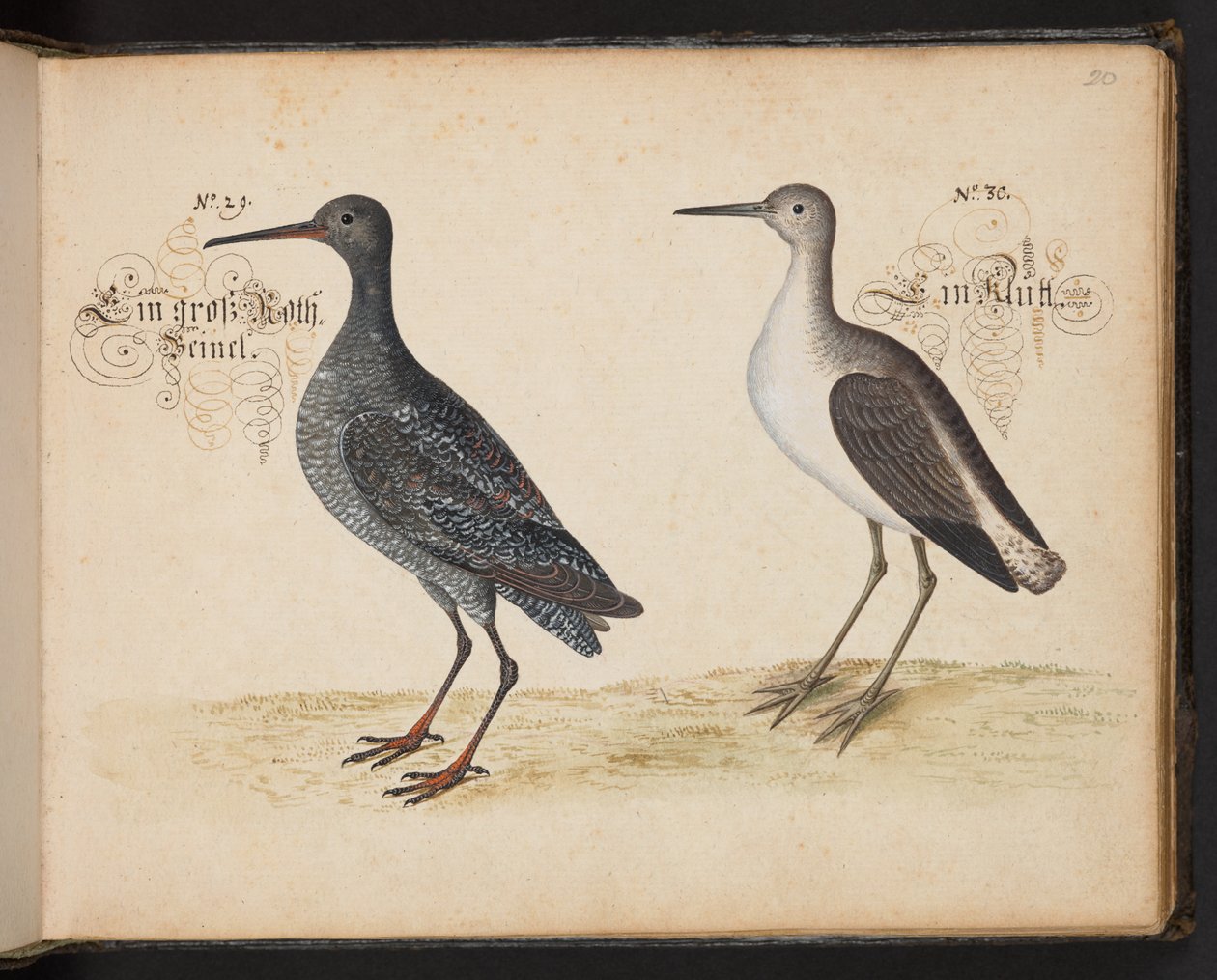"En nøyaktig naturlig beskrivelse og avgrensning av vannfuglene, fiskene, firfotdyrene, insektene og ormene, som finnes i vannet ved Strassburg [Strasbourg], som jeg selv skjøt og håndterte. Leonard Baldner, Fisher and Citizen i Strassburg ", c av Leonhard Baldner