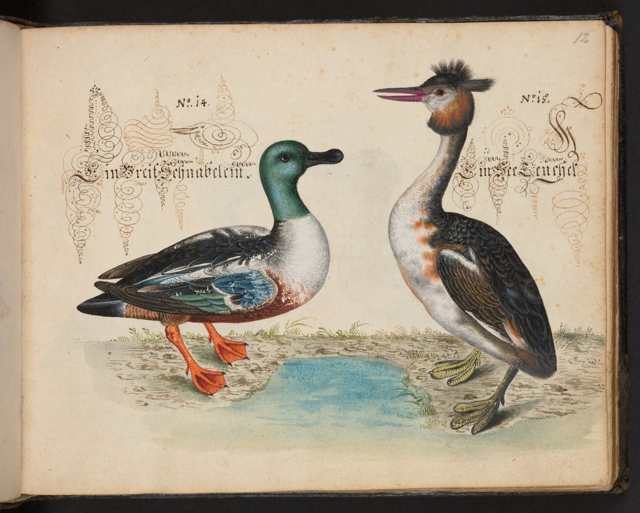 "En nøyaktig naturlig beskrivelse og avgrensning av vannfuglene, fiskene, firfotdyrene, insektene og ormene, som finnes i vannet ved Strassburg [Strasbourg], som jeg selv skjøt og håndterte. Leonard Baldner, Fisher and Citizen i Strassburg ", c av Leonhard Baldner