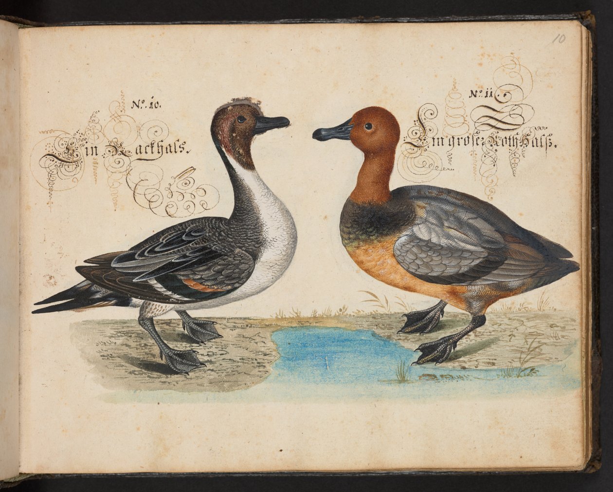 "En nøyaktig naturlig beskrivelse og avgrensning av vannfuglene, fiskene, firfotdyrene, insektene og ormene, som finnes i vannet ved Strassburg [Strasbourg], som jeg selv skjøt og håndterte. Leonard Baldner, Fisher and Citizen i Strassburg ", c av Leonhard Baldner