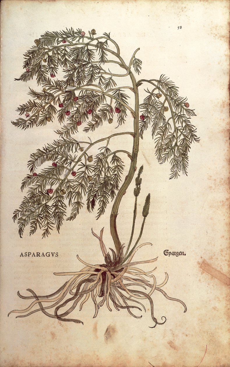 Asparges (Asparagus officinalis) av Leonhart Fuchs fra De historia stirpium commentarii insignes (Bemerkelsesverdige kommentarer om plantens historie) farget gravering av Leonhard Fuchs