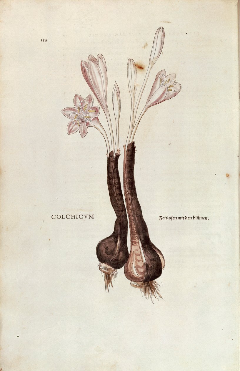 Autumn Crocus (Autumn Colchicum) av Leonhart Fuchs fra De historia stirpium commentarii insignes (Bemerkelsesverdige kommentarer om plantens historie), farget gravering av Leonhard Fuchs