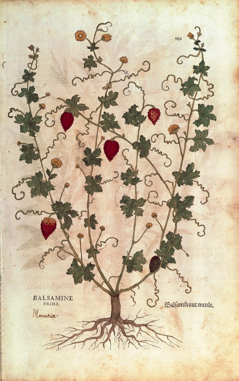 Eplebalsam (Momordica balsamina) av Leonhart Fuchs fra De historia stirpium commentarii insignes (Bemerkelsesverdige kommentarer om plantens historie), farget gravering av Leonhard Fuchs