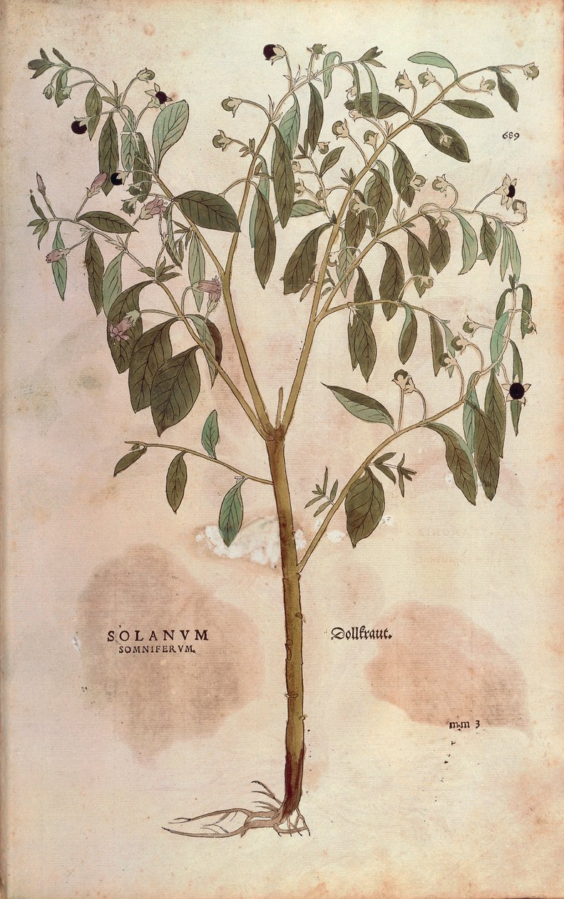 Belladonna - Atropa belladonna (Solanum somniferum) av Leonhart Fuchs fra De historia stirpium commentarii insignes (Bemerkelsesverdige kommentarer om plantens historie) farget gravering av Leonhard Fuchs