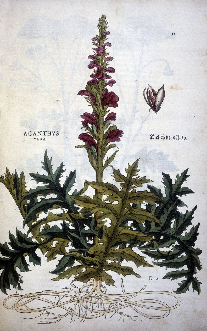 Botanisk plate: Acanthus eller Acanthus - i "The History of the Stirpium Commentaries" av Leonhart Fuchs av Leonhard Fuchs