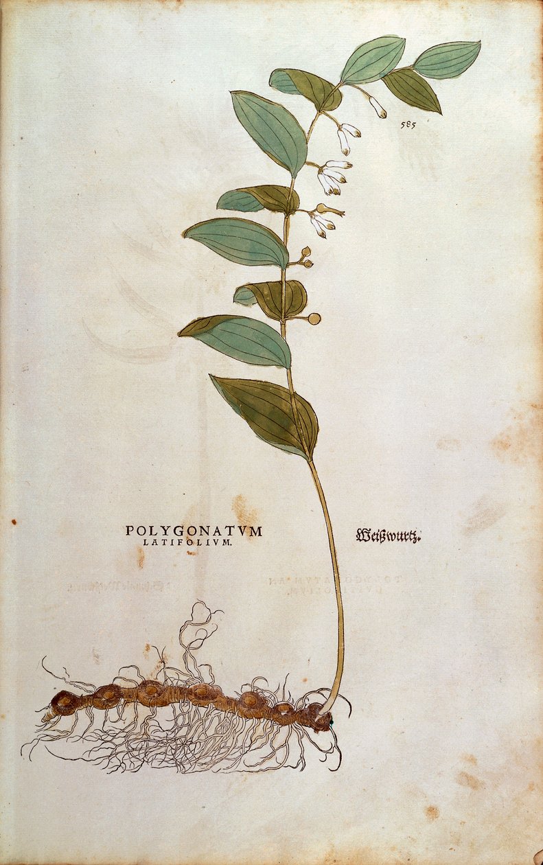Broadleaf Salomon's Seal (Polygonatum latifolium) av Leonhart Fuchs fra De historia stirpium commentarii insignes (Bemerkelsesverdige kommentarer om plantens historie) farget gravering av Leonhard Fuchs