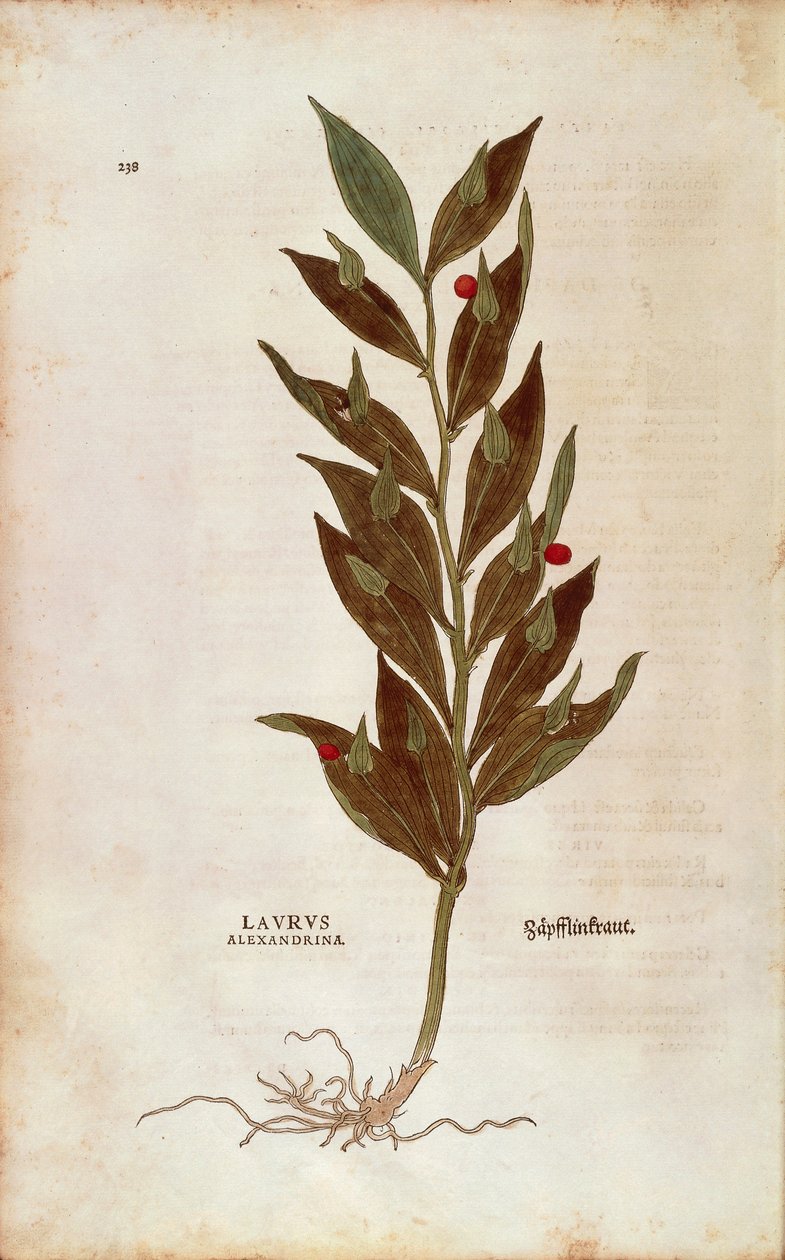 Butcher's Broom or Knee Holly - Ruscus aculeatus (Laurus alexandrina) av Leonhart Fuchs fra De historia stirpium commentarii insignes (Bemerkelsesverdige kommentarer om plantens historie) fargegravering av Leonhard Fuchs