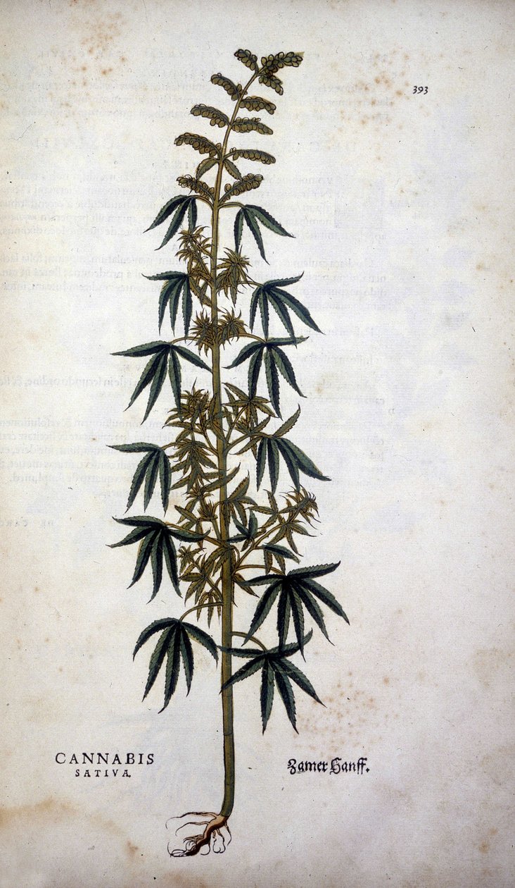 Cannabis Sativa (dyrking av hamp) - i ""The History of the Lineages of the Insignia Commentary"" av Leonhart Fuchs av Leonhard Fuchs
