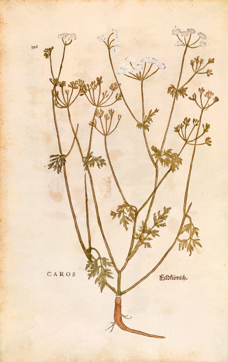 Karve - Carum carvi (Caros) av Leonhart Fuchs fra De historia stirpium commentarii insignes (Bemerkelsesverdige kommentarer om plantens historie) fargegravering av Leonhard Fuchs