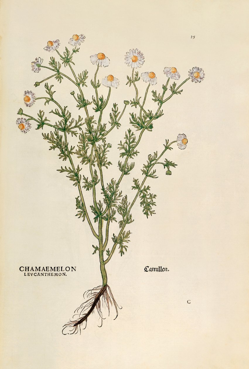 Kamille - Matricaria chamomilla (Chamaemelum leucanthemum) av Leonhart Fuchs fra De historia stirpium commentarii insignes (Bemerkelsesverdige kommentarer om plantens historie), farget gravering av Leonhard Fuchs