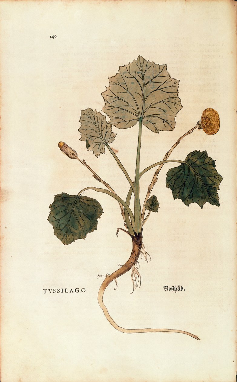 Coltsfoot (Tussilago farfara) av Leonhart Fuchs fra De historia stirpium commentarii insignes (Bemerkelsesverdige kommentarer om plantens historie), farget gravering av Leonhard Fuchs