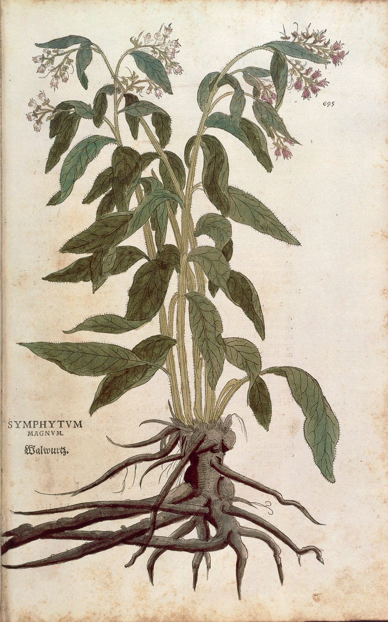Comfrey - Symphytum officinale (Symphytum magnus) av Leonhart Fuchs fra De historia stirpium commentarii insignes (Bemerkelsesverdige kommentarer om plantens historie), farget gravering av Leonhard Fuchs