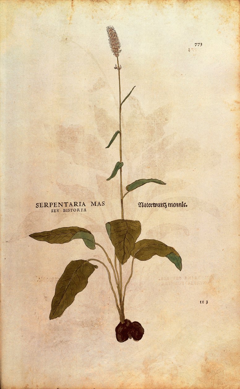 Vanlig bistort - Persicaria bistorta eller Bistorta polygonum (Serpentaria mas seu bistorta) av Leonhart Fuchs fra De historia stirpium commentarii insignes (Bemerkelsesverdige kommentarer om plantens historie) fargegravering av Leonhard Fuchs