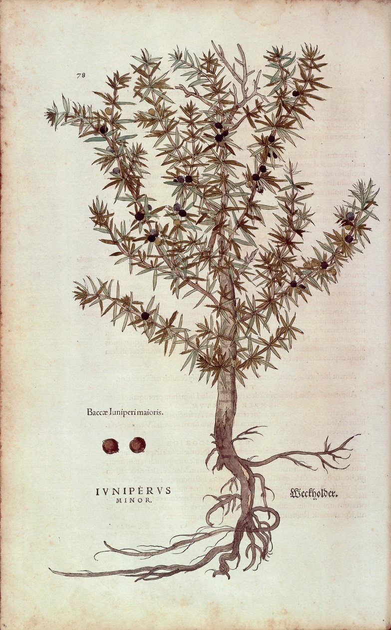 Vanlig einer - Juniperus communis (Juniperus minor) av Leonhart Fuchs fra De historia stirpium commentarii insignes (Bemerkelsesverdige kommentarer om plantens historie) farget gravering av Leonhard Fuchs