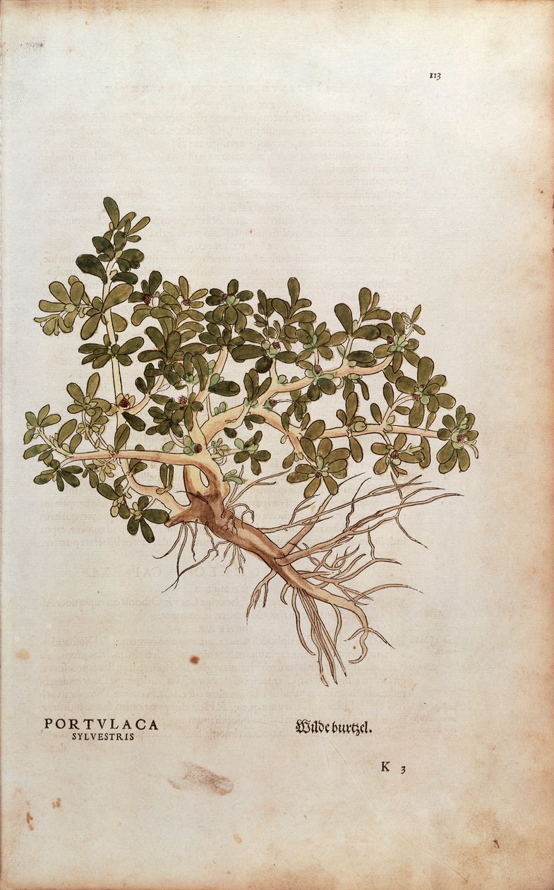 Vanlig portuk eller gris - Portulaca oleracea (Portulaca sylvestris) av Leonhart Fuchs fra De historia stirpium commentarii insignes (Bemerkelsesverdige kommentarer om plantens historie), farget gravering av Leonhard Fuchs
