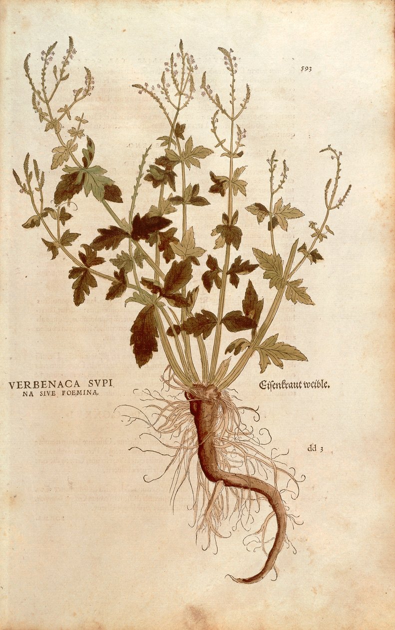 Vanlig Vervain eller Verbena - Verbena officinalis (Verbenaca supina sive femina) av Leonhart Fuchs fra De historia stirpium commentarii insignes (Bemerkelsesverdige kommentarer om plantens historie) farget gravering av Leonhard Fuchs