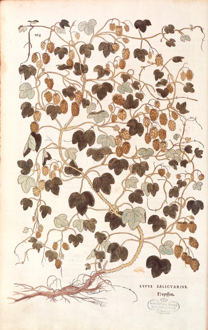 Vanlig humle - Humulus lupulus (Lupus salictarius) av Leonhart Fuchs fra De historia stirpium commentarii insignes (Bemerkelsesverdige kommentarer om plantens historie) fargegravering av Leonhard Fuchs