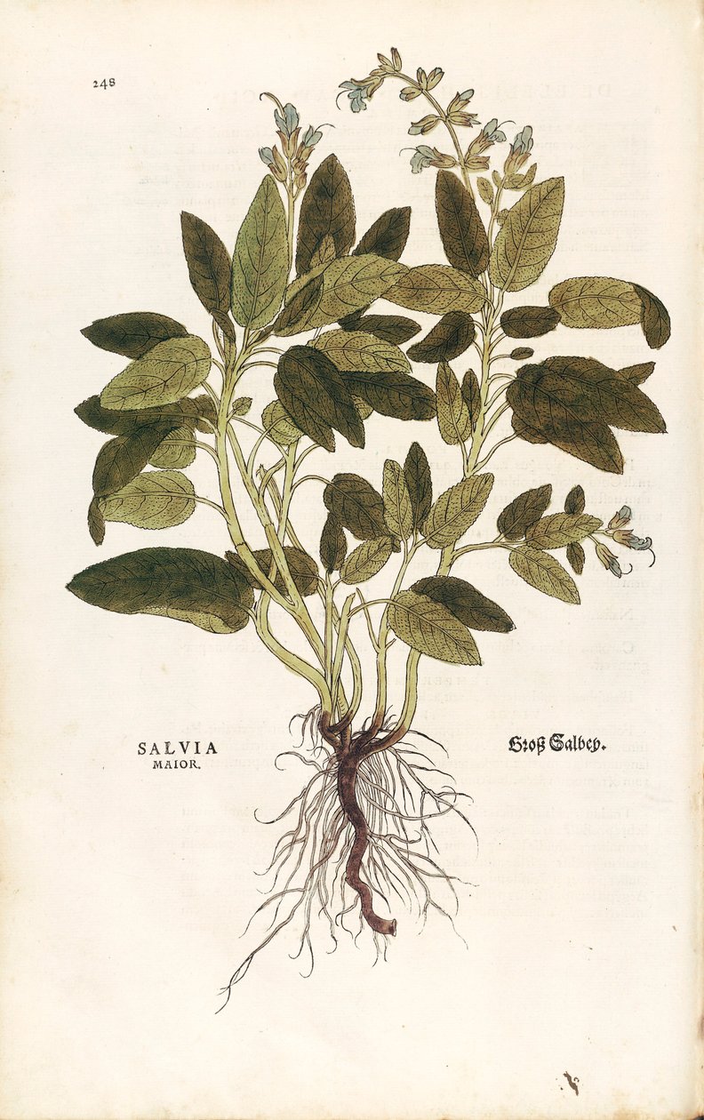Vanlig salvie - Salvia officinalis (Salvia maior) av Leonhart Fuchs fra De historia stirpium commentarii insignes (Bemerkelsesverdige kommentarer om plantens historie) fargegravering av Leonhard Fuchs