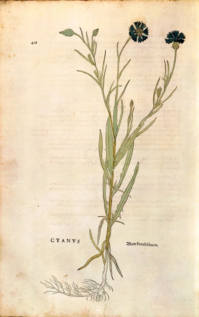 Kornblomst (Centaurea cyanus) av Leonhart Fuchs fra De historia stirpium commentarii insignes (Bemerkelsesverdige kommentarer om plantens historie), farget gravering av Leonhard Fuchs