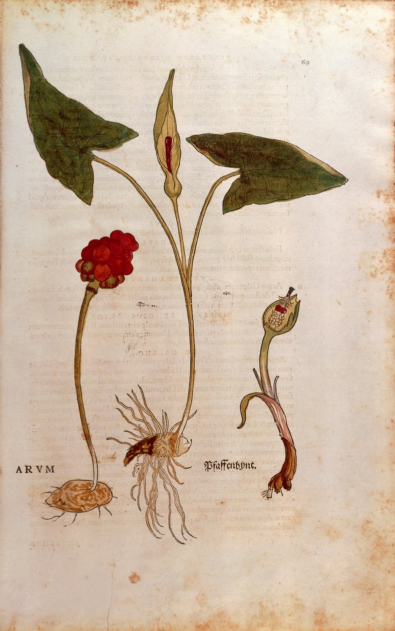 Cuckoo Pint eller Italian Lords-and-Ladies - Arum italicum (Arum) av Leonhart Fuchs fra De historia stirpium commentarii insignes (Bemerkelsesverdige kommentarer om plantens historie), farget gravering av Leonhard Fuchs