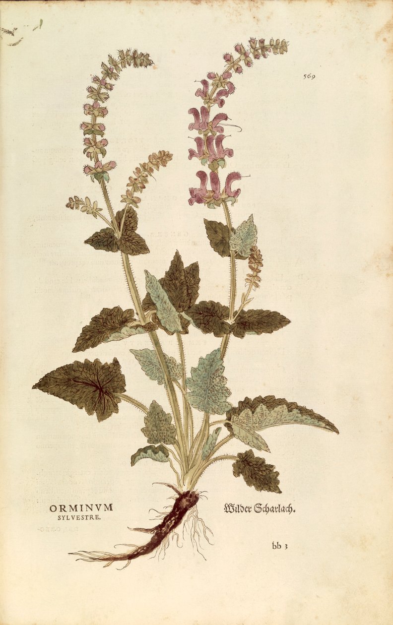 Dragonmouth (Horminum eller Orminum sylvestre) av Leonhart Fuchs fra De historia stirpium commentarii insignes (Bemerkelsesverdige kommentarer om plantens historie), farget gravering av Leonhard Fuchs