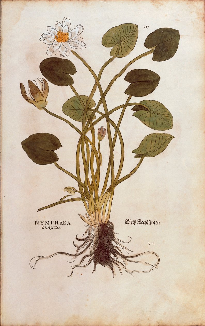 Europeisk hvit vannlilje eller hvit lotus - Nymphaea alba (Nymphaea candida) av Leonhart Fuchs fra De historia stirpium commentarii insignes (Bemerkelsesverdige kommentarer om plantens historie), farget gravering av Leonhard Fuchs