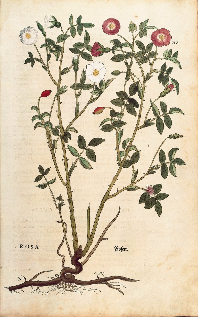 Eviggrønn rose (Rosa sempervirens) av Leonhart Fuchs fra De historia stirpium commentarii insignes (Notable Commentarars on the History of Plants), farget gravering av Leonhard Fuchs