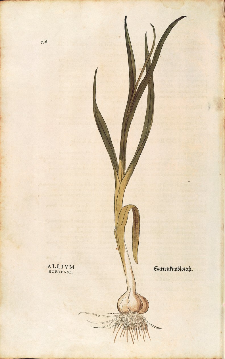 Hvitløk - Allium sativum (Allium hortense) av Leonhart Fuchs fra De historia stirpium commentarii insignes (Bemerkelsesverdige kommentarer om plantens historie), farget gravering av Leonhard Fuchs