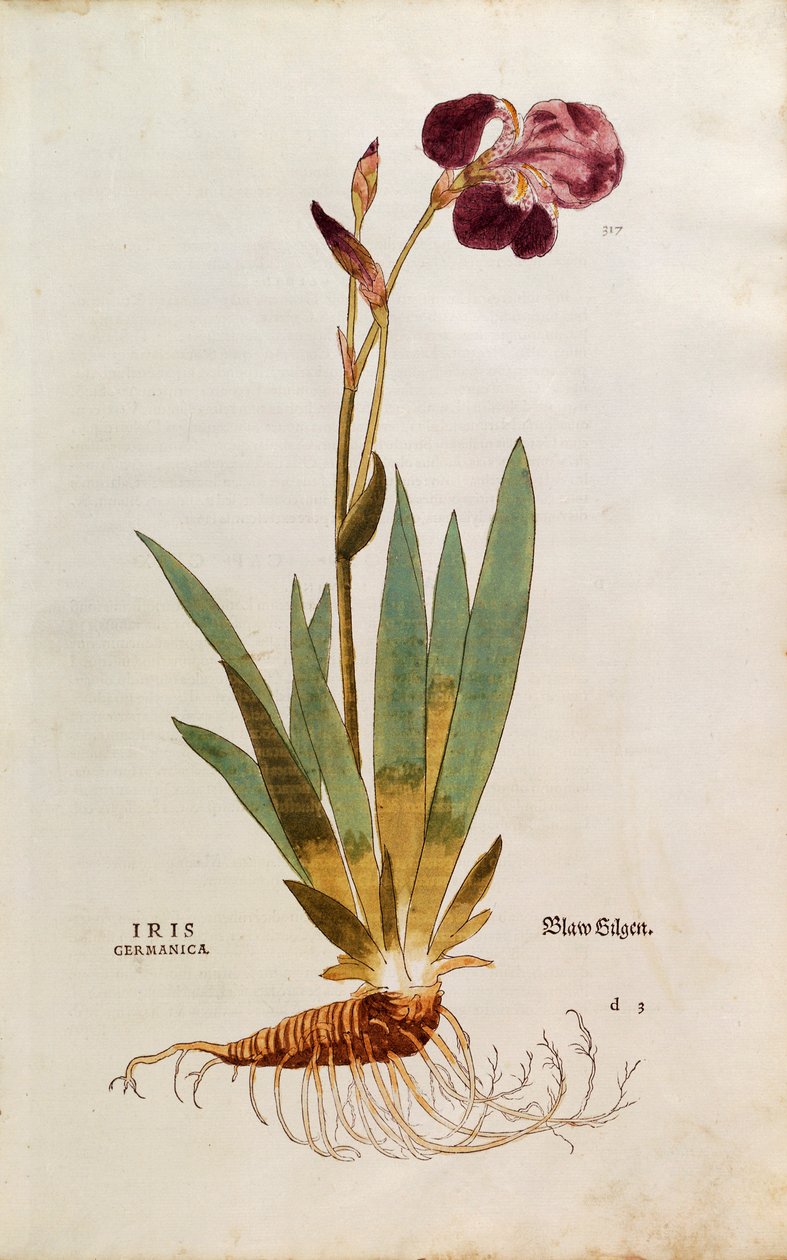 Tysk iris - Iris florentina (Iris germanica) av Leonhart Fuchs fra De historia stirpium commentarii insignes (Bemerkelsesverdige kommentarer om plantens historie), farget gravering av Leonhard Fuchs