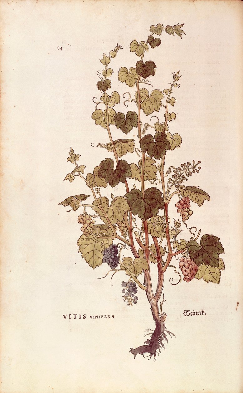 Grape vine (Vitis vinifera) av Leonhart Fuchs fra De historia stirpium commentarii insignes (Bemerkelsesverdige kommentarer om plantens historie), farget gravering av Leonhard Fuchs
