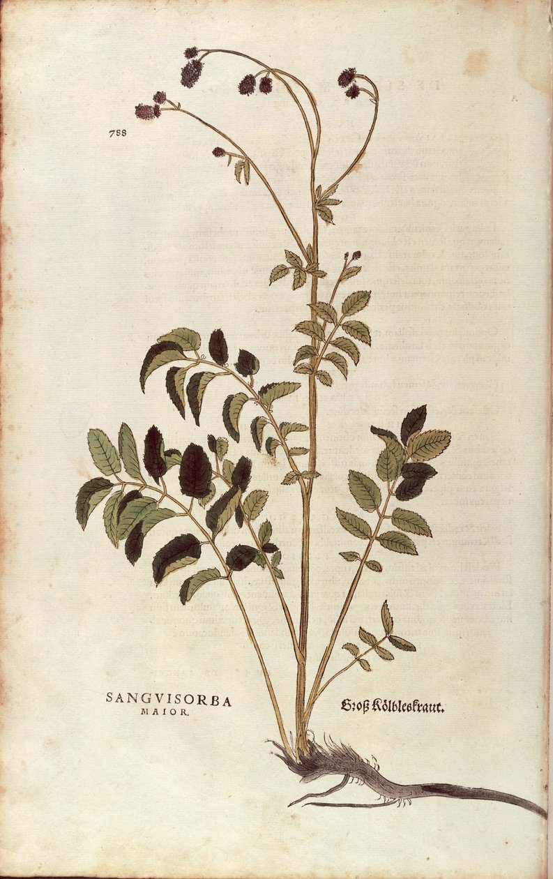 Stor brent - Sanguisorba officinalis (Sanguisorba major) av Leonhart Fuchs fra De historia stirpium commentarii insignes (Bemerkelsesverdige kommentarer om plantens historie) fargegravering av Leonhard Fuchs