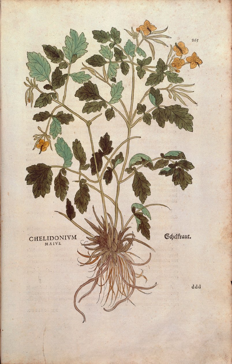 Svalort (Chelidonium majus) av Leonhart Fuchs fra De historia stirpium commentarii insignes (Bemerkelsesverdige kommentarer om plantens historie) farget gravering av Leonhard Fuchs